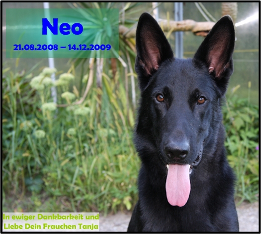 FEHLER Bild Neo fehlt