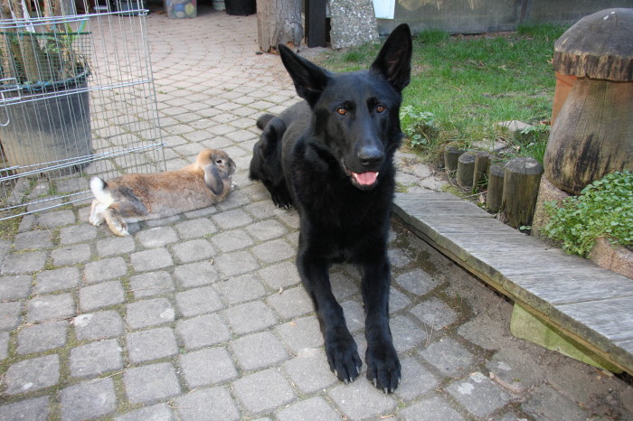 FEHLER Bild Jalu 11