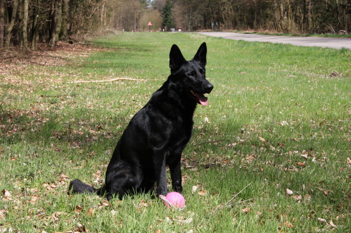 FEHLER Bild Jalu 38