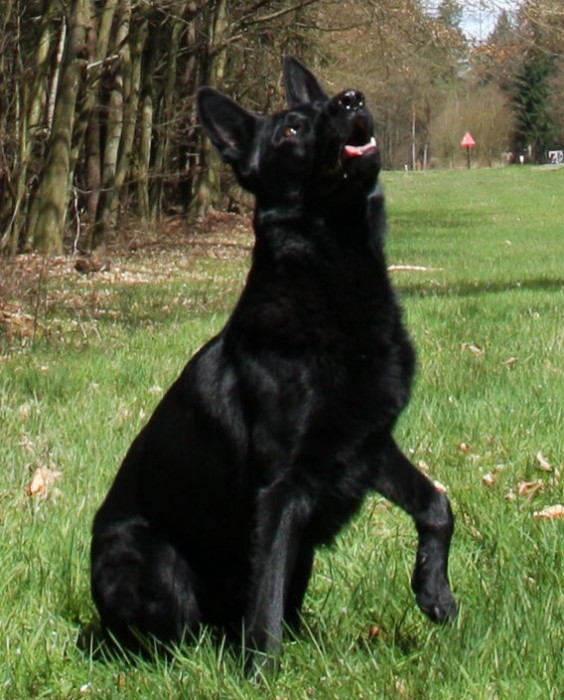 FEHLER Bild Jalu 45