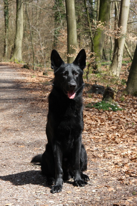 FEHLER Bild Jalu 68