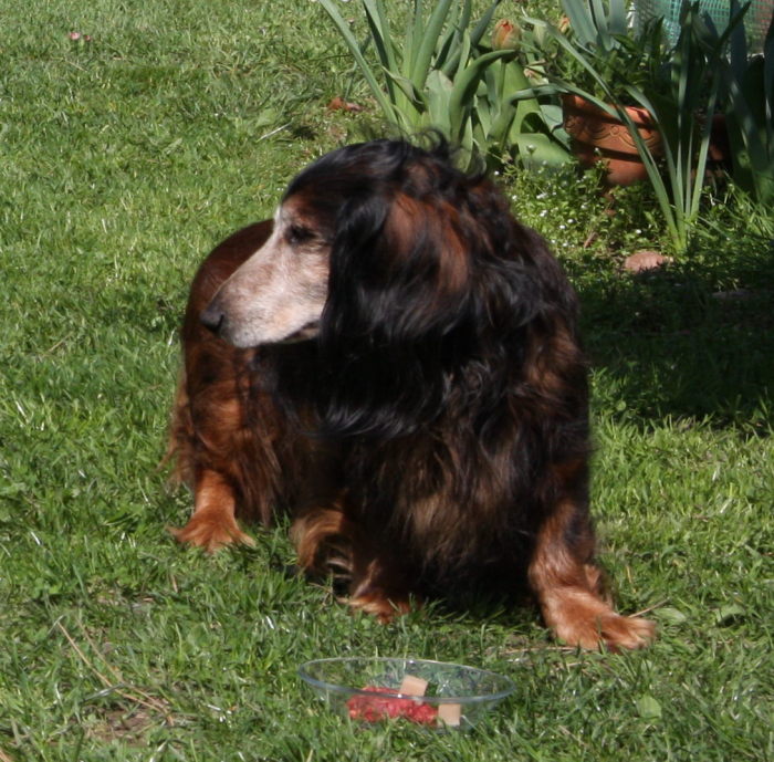 FEHLER Bild Lupo 3 fehlt
