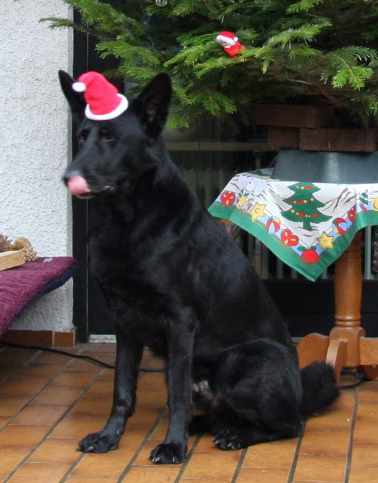 FEHLER Bild Jalu 10 fehlt