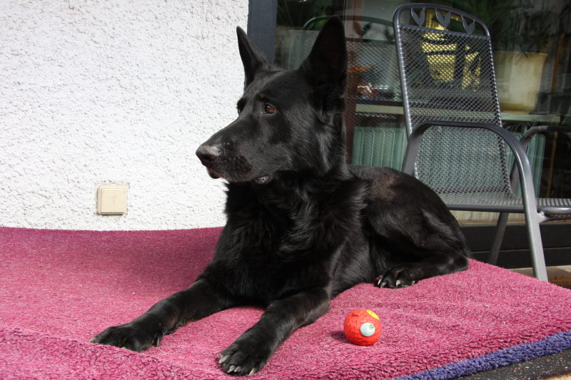 FEHLER Bild Jalu 29 fehlt