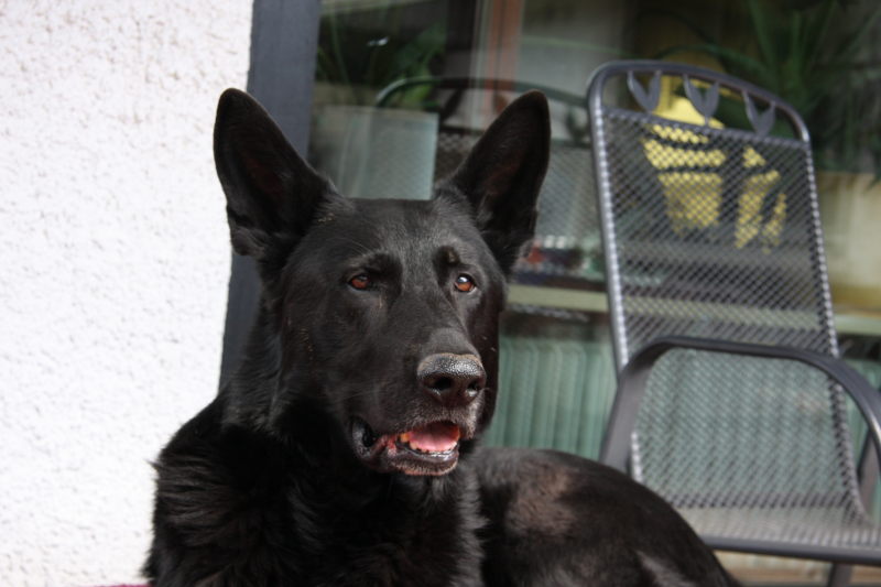 FEHLER Bild Jalu 31 fehlt